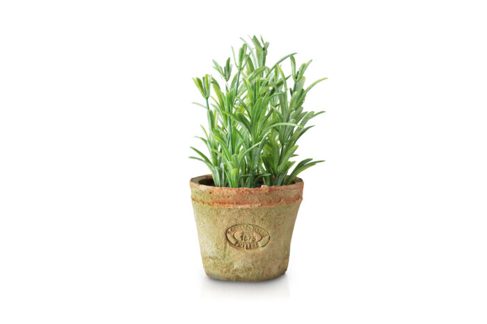 ROSEMARY POT